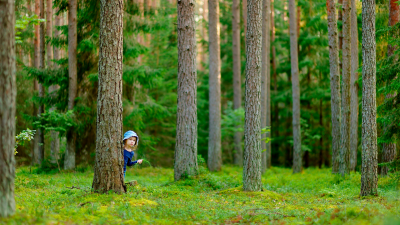 lapsi puun takana vanhassa mäntymetsässä