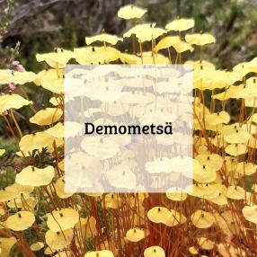 demometsa