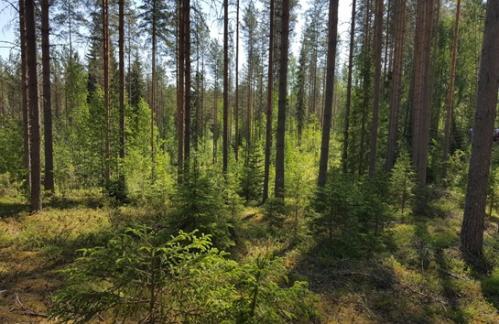 kesäinen metsämaisema