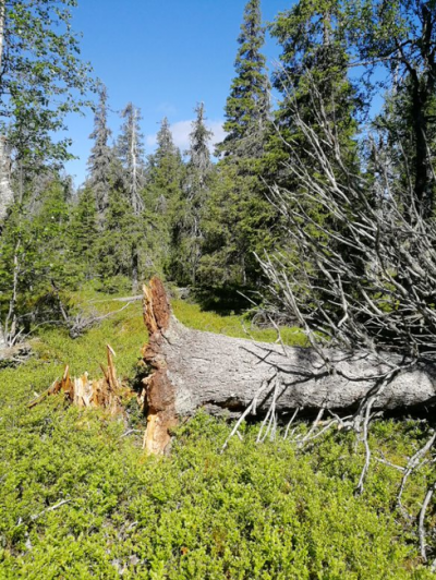vanha kaatunut puu Vanttauskosken lähellä sijaitsevassa tutkimusmetsässä