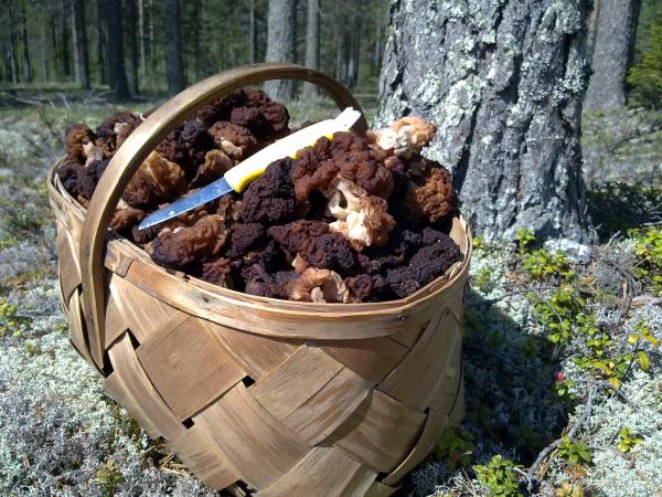 korillinen korvasienia ja sieniveitsi metsässä