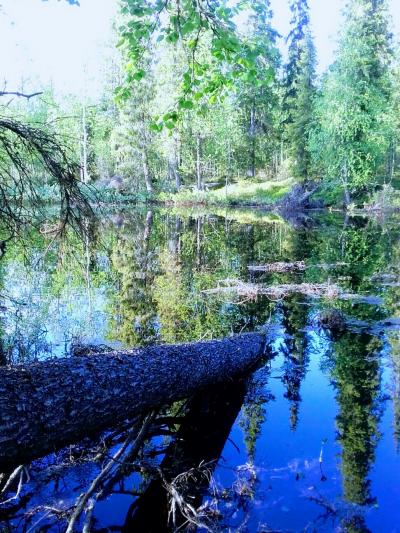 Metsälampi, johon on kaatunut puu