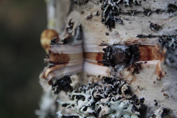 Pakurikaapa istutettu koivun runkoon