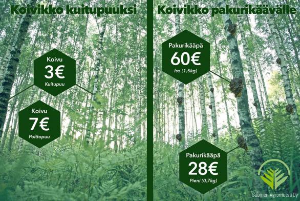 koivikon hinta pakurikäävälle tai kuitupuuksi