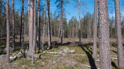 Pienaukkohakkuu mantymetsassa