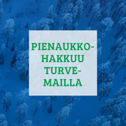 Pienaukkohakkuu turvemailla3