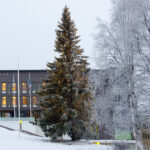 Pilke-talon edustalla kaunis suuri kuusi jouluvaloissa.