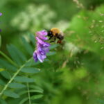 Kimalainen kukan vieressä vihreässä luonnossa.