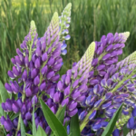 Kerättyjä lupiineja kimppu vihreää peltoa vasten.