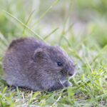 Peltomyyrä nurmikolla. Kuva: Jari Kostet / Metsähallitus.